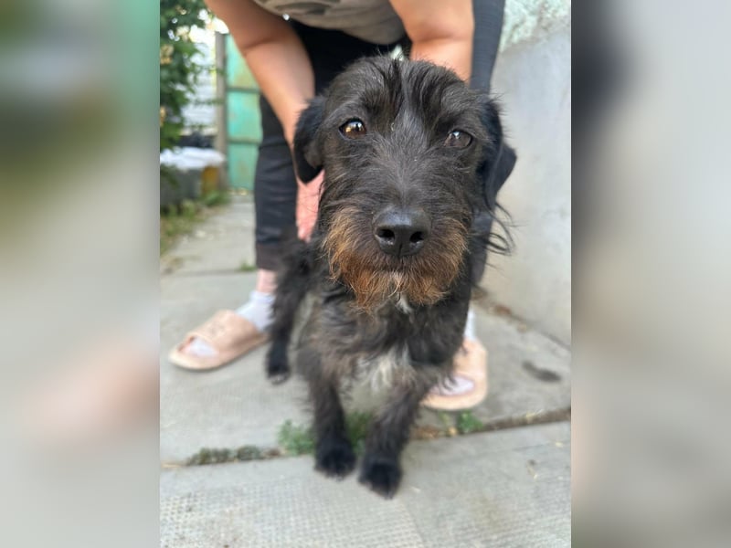 Pixie, geboren 02.11.2025, 33cm sucht ihr Zuhause