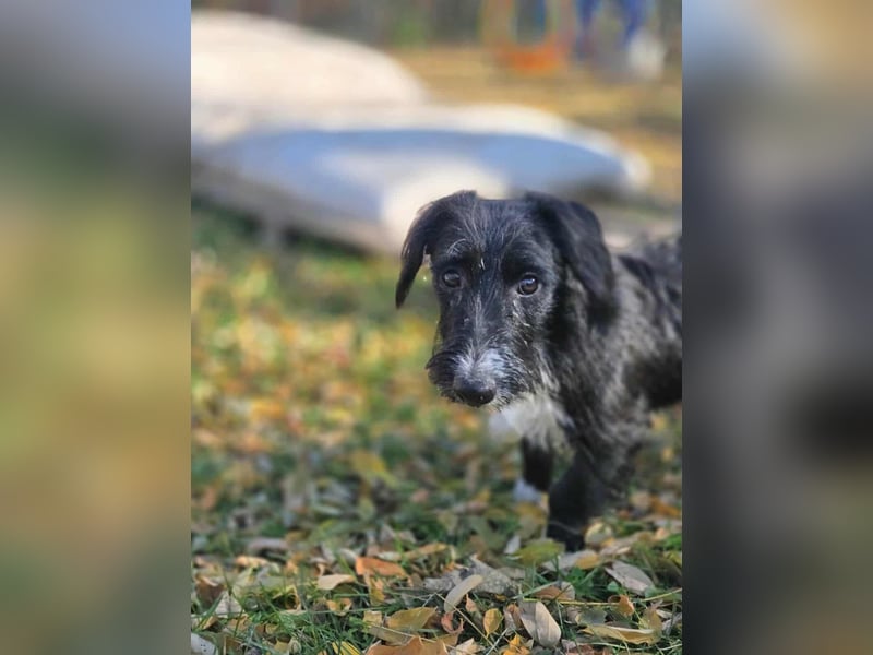 Bogyo, 7 Monate, 24cm sucht ihr Zuhause