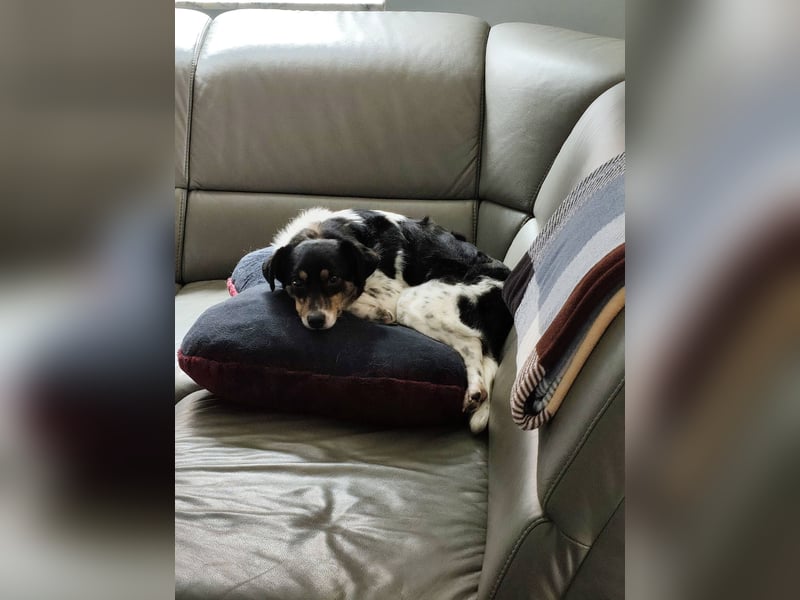 Milo, geboren 21.05.2023, 43cm sucht sein Zuhause (Pflegestelle in Deutschland)