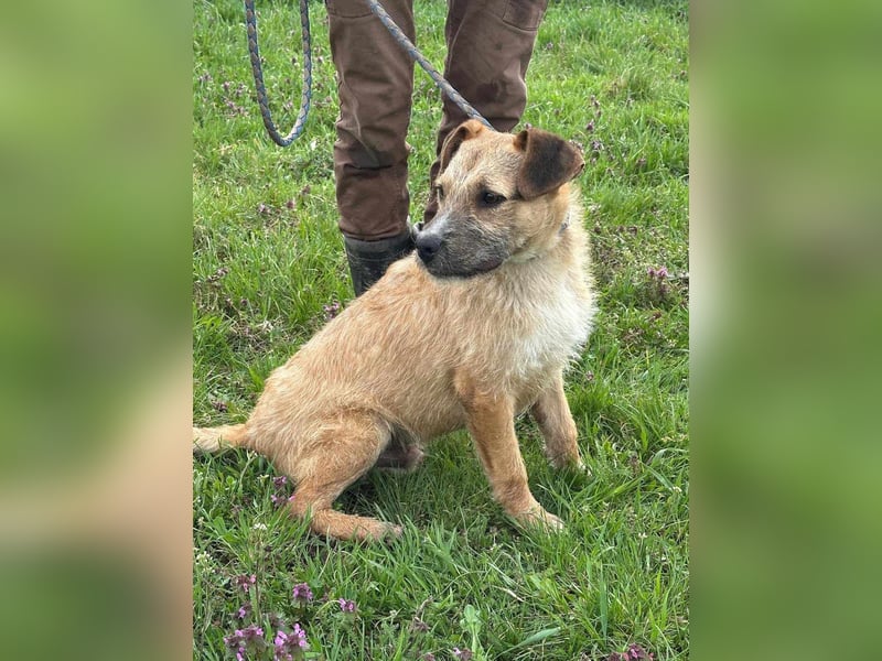 Jerry, geboren 15.07.2024, 42cm sucht sein Körbchen