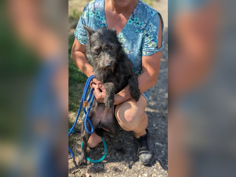 Amira, geboren 2022, 39cm sucht ihre Chance