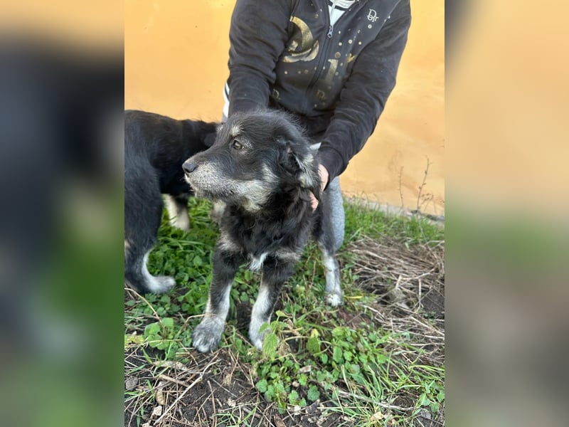 Ava, geboren 11.12.2025, 33cm sucht ihre Menschen