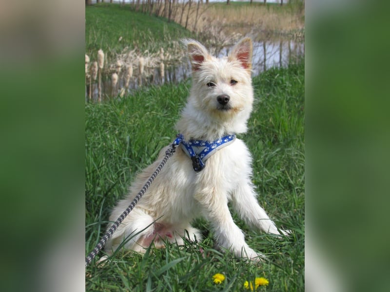 Toni, geb. 09.2025, 40cm sucht sein Körbchen