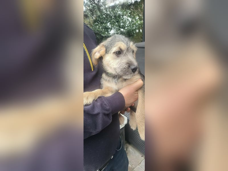 Bradley, geboren 19.10.2025, 32cm sucht sein Zuhause