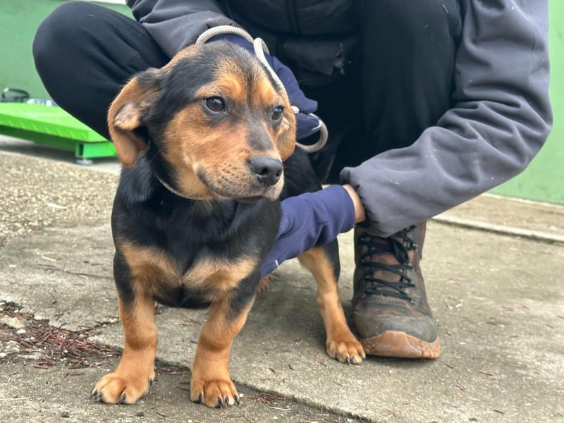 Chris, geboren 26.10.2025, 30cm sucht DICH!