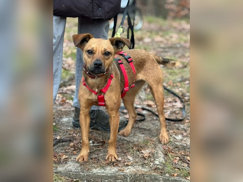 Borcsa, geboren 25.06.2024, 41cm sucht ihr Körbchen (Pflegestelle Deutschland)