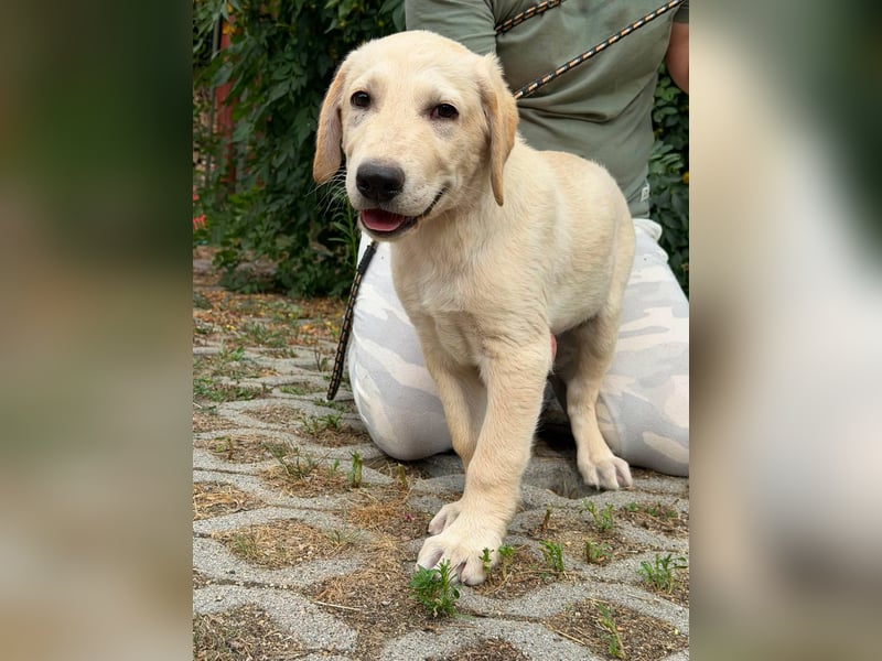 Maximus, geboren 13.03.2026, 39cm sucht sein Körbchen