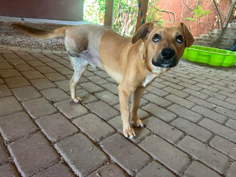 Brandon, geboren 01.11.2025, 42cm sucht sein Glück