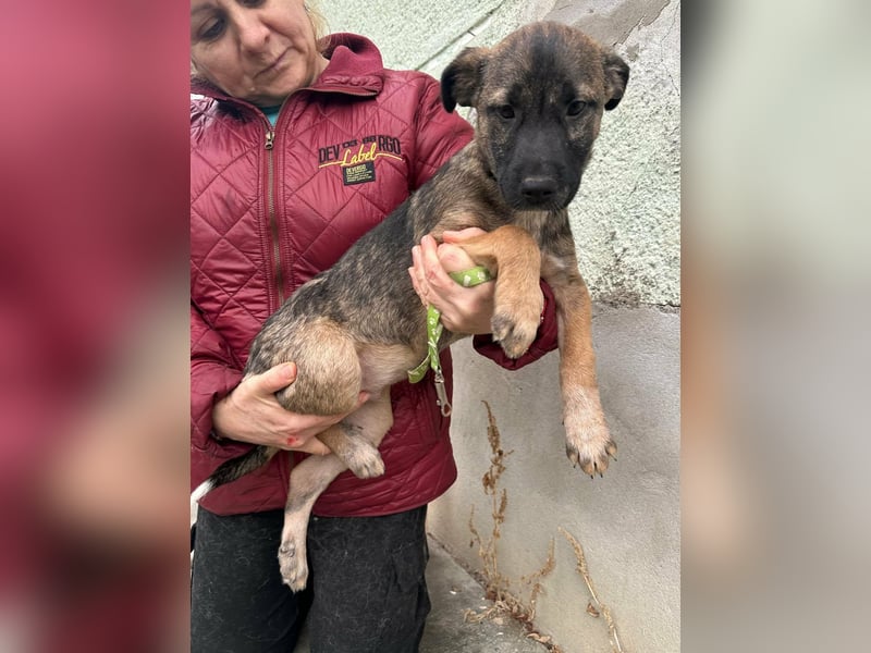 Mano. geboren 11.09.2025, 33cm sucht sein Glück