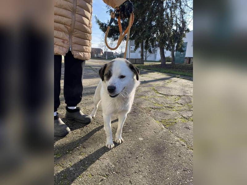 Cooper, geboren 01.07.2023, 40cm sucht sein Glück