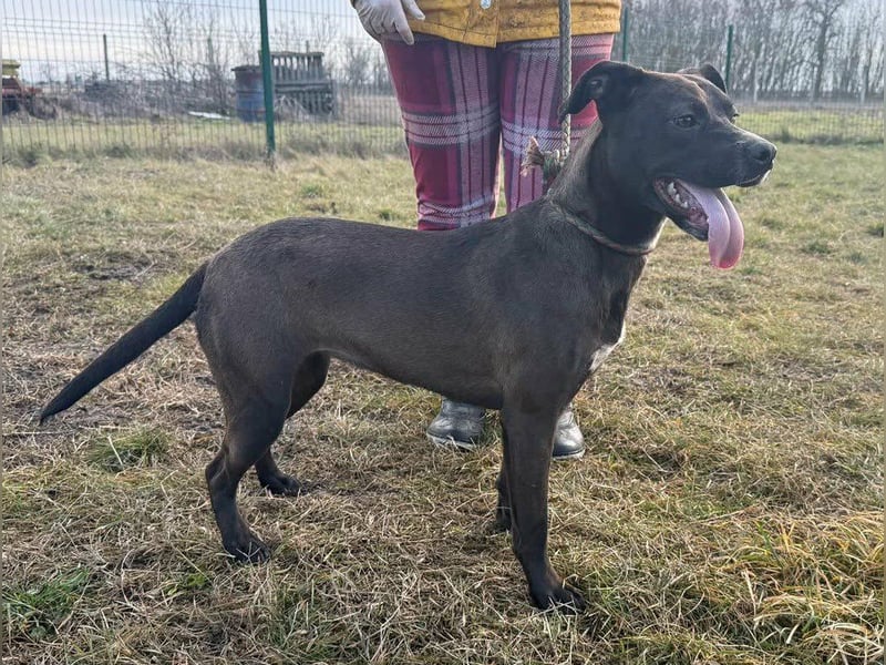 Hailey, geboren 25.01.2025, 39cm sucht aktives Zuhause