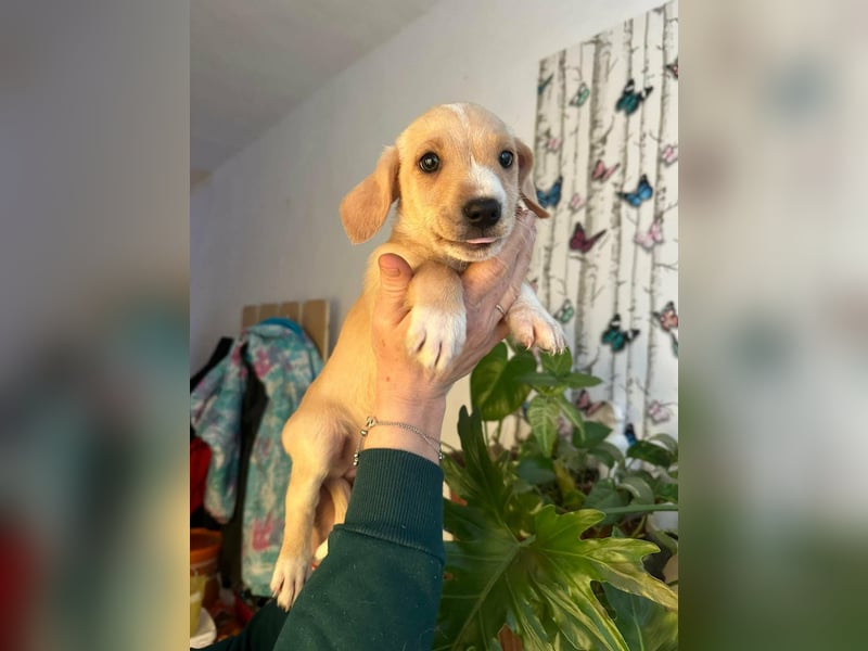 Darla, geboren 10.11.2025, 24cm sucht ihr Zuhause