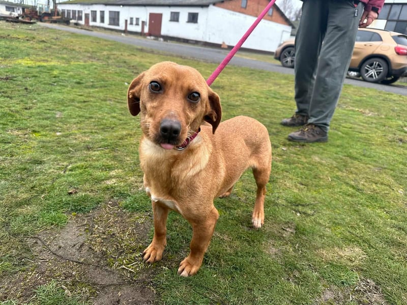 Bubu, geboren 10.05.2025, 35cm sucht Familienanschluss
