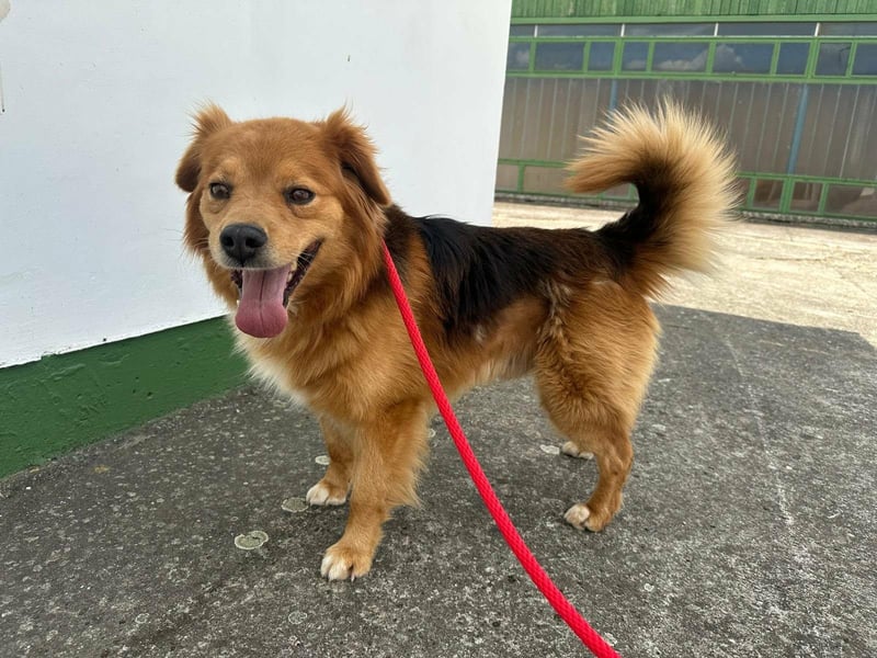 Forrest, geboren 01.01.2020, 42cm sucht seine Chance