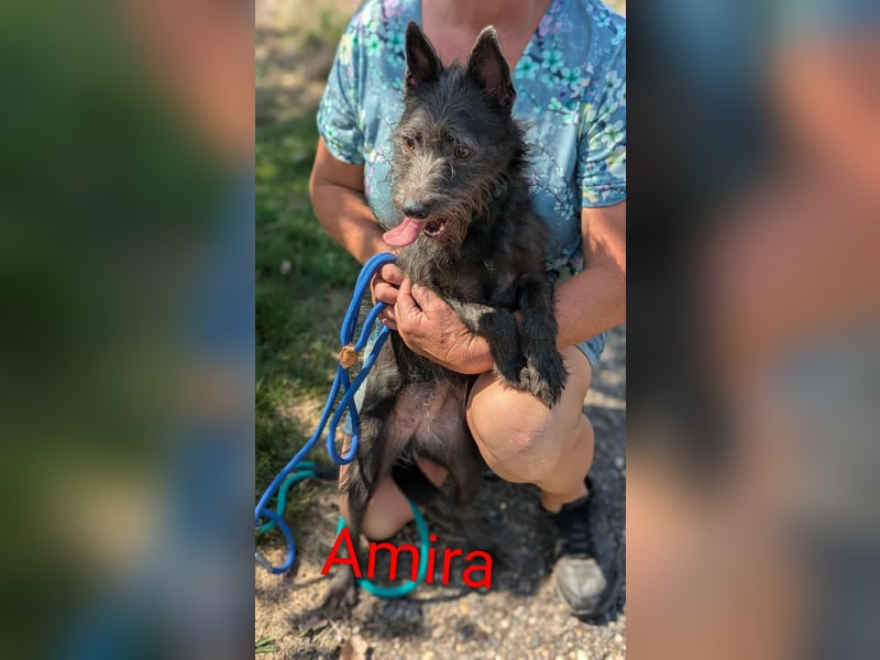 Amira, geboren 2022, 39cm sucht ihre Chance