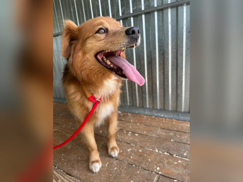 Forrest, geboren 01.01.2020, 42cm sucht seine Chance
