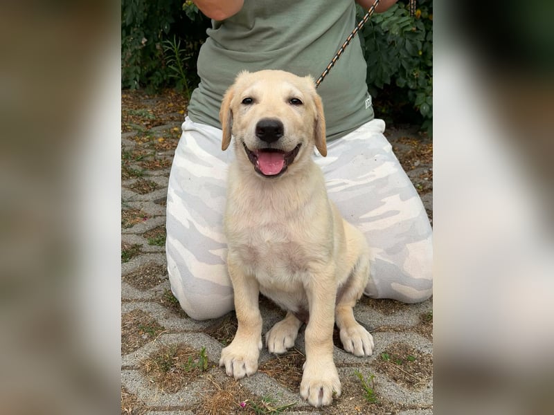 Maximus, geboren 13.03.2026, 39cm sucht sein Körbchen