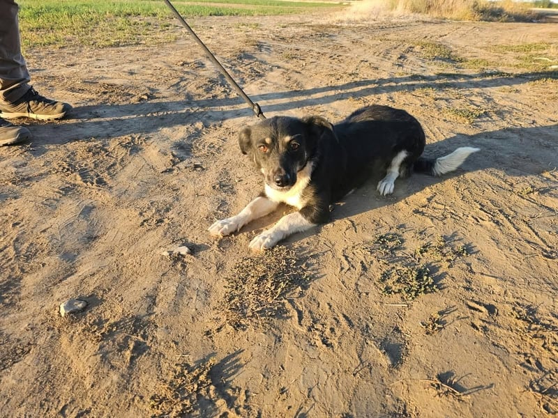 Hermina, geboren 03.08.2024, 37cm sucht ihre Menschen