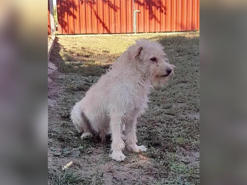 Fredi, 1,5 Jahre, 35cm sucht sein Körbchen
