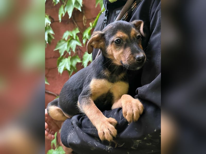 Saki, geboren 26.06.2025, 38cm sucht ihren Platz