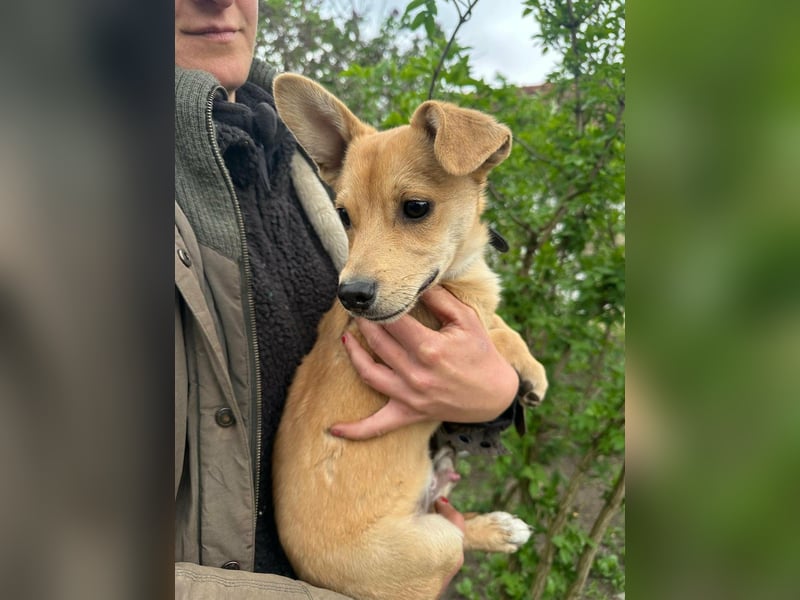 Yoda, geboren 13.01.2026, 26cm sucht sein Zuhause