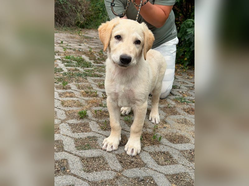 Maximus, geboren 13.03.2026, 39cm sucht sein Körbchen