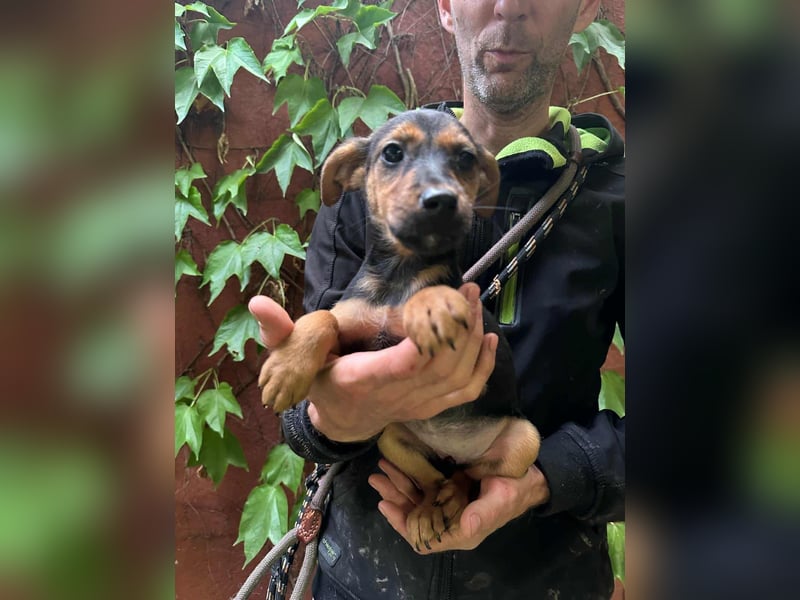 Saki, geboren 26.06.2025, 38cm sucht ihren Platz