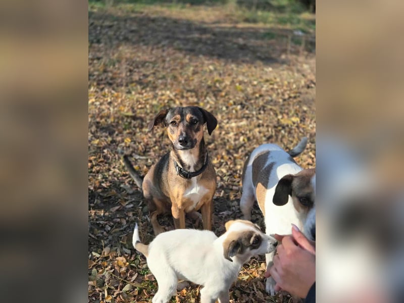 Pircsi, 2 Jahre, 42cm sucht erfahrene Hände