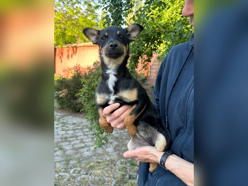 Tina, geboren 20.01.2026, 32cm sucht ihr Glück