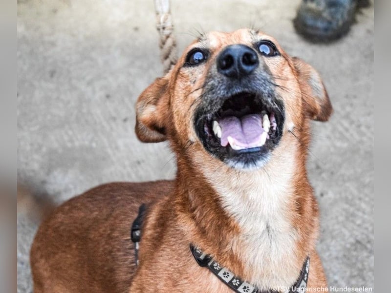Füge, geb. 2021, 40cm wartet auf sein für Immer zu Hause