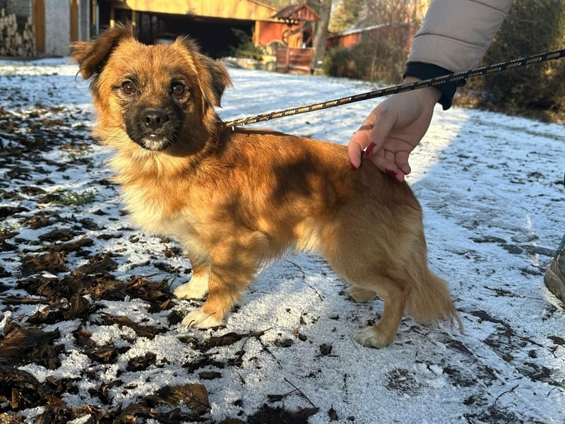 Leo, geboren 12.05.2023, 31cm sucht sein Glück