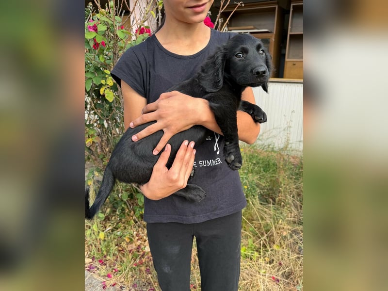 Emil, geboren 05.07.2026, 26cm sucht sein Zuhause
