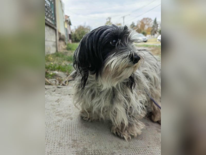 Gizmo, geboren 01.11.2022, 26cm sucht Geborgenheit