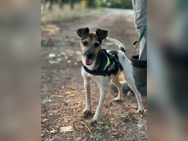 Zümi, geboren 10.12.2024, 40cm sucht seine Menschen