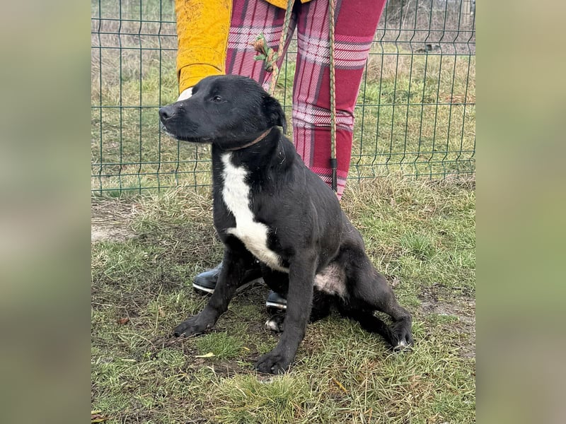 Anton, geboren 25.12.2024, 42cm sucht seine Menschen