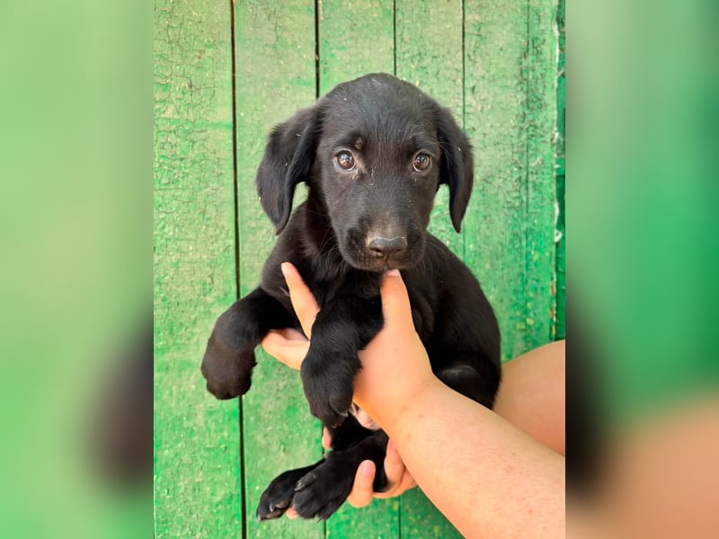 Milo, geboren 04.05.2026, 27cm sucht sein Zuhause