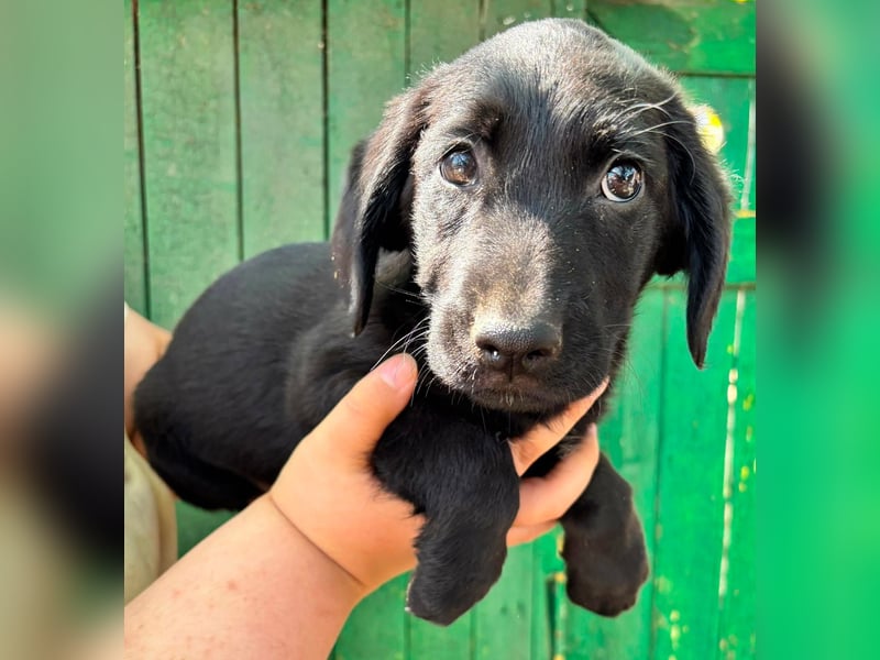Milo, geboren 04.05.2026, 27cm sucht sein Zuhause