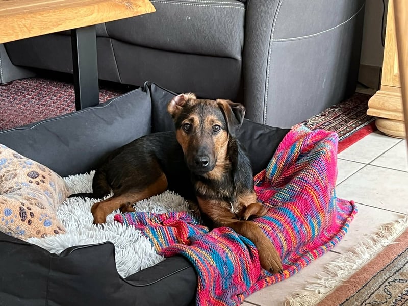 Marko, geboren 26.06.2025, 40cm sucht neues Zuhause