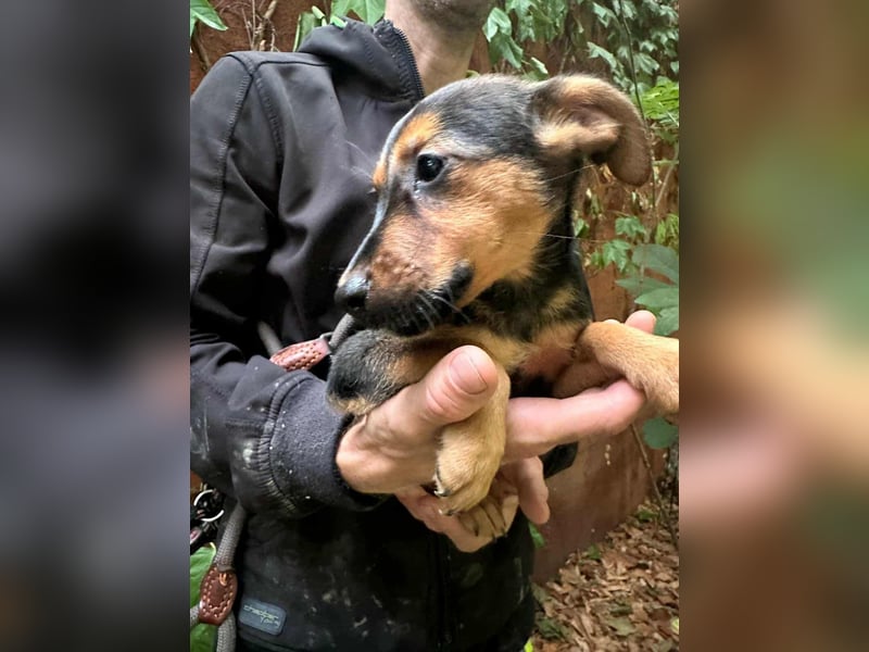 Saki, geboren 26.06.2025, 38cm sucht ihren Platz