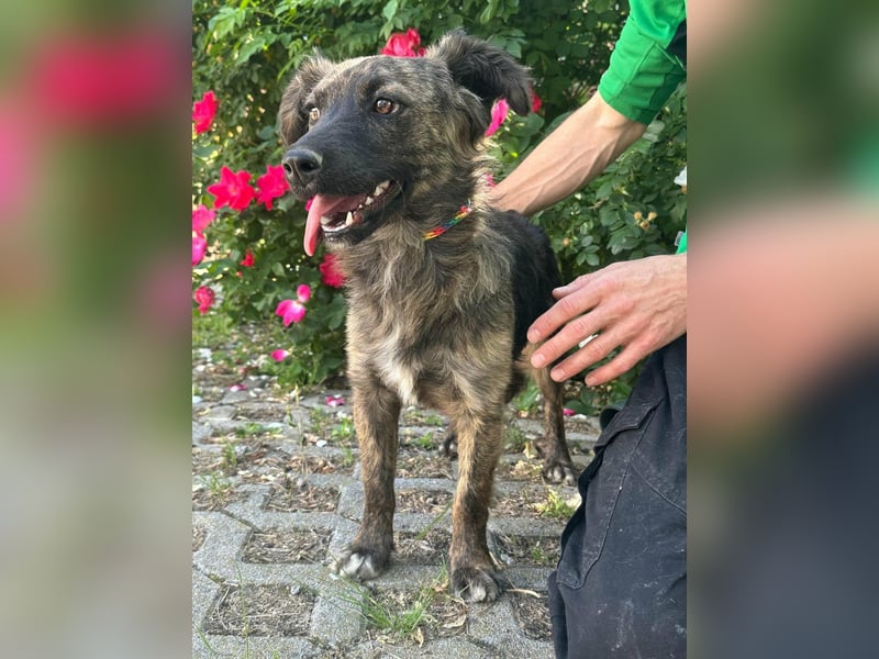 Nina, geb. 04.2025, 33cm sucht ihr Zuhause