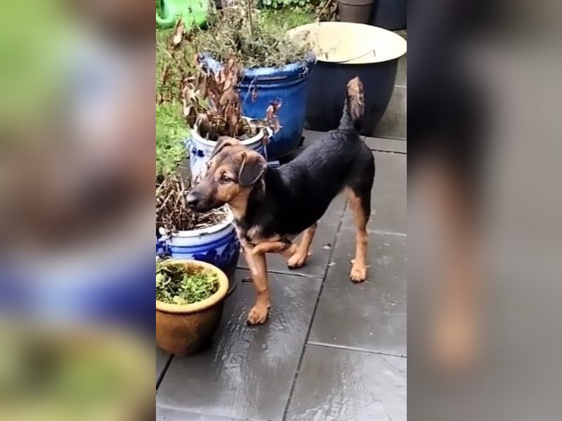 Marko, geboren 26.06.2025, 40cm sucht tierliebe Menschen (Pflegestelle Deutschland)