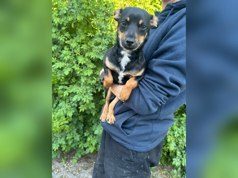 Tina, geb. 01.2026, 32cm sucht ihre Menschen für Abenteuer