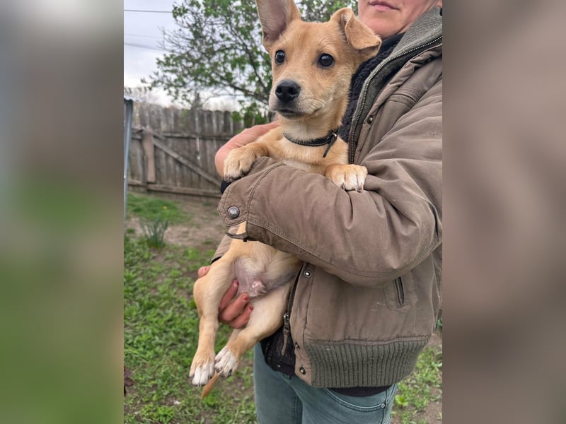 Yoda, geboren 13.01.2026, 26cm sucht sein Zuhause