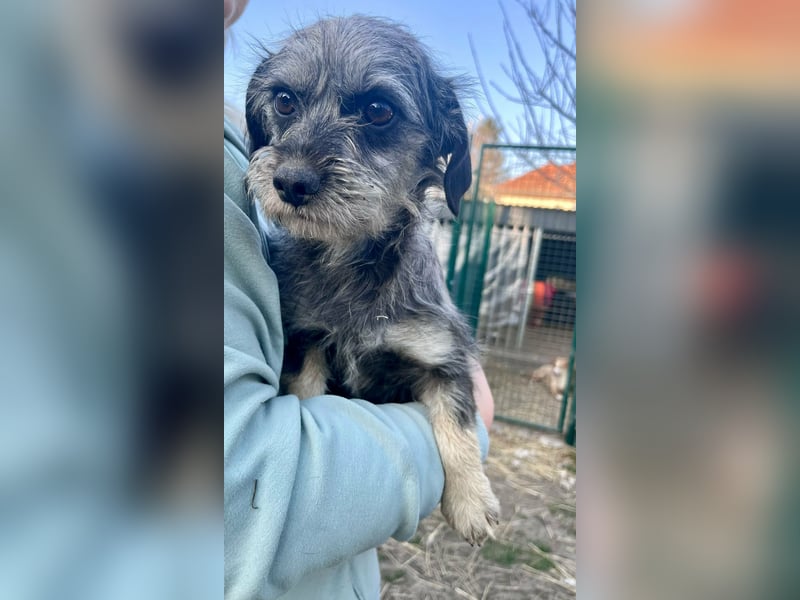 Mimi, geboren 22.04.2024, 30cm sucht ihre Chance