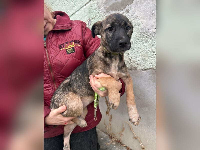 Mano, geboren 11.09.2025, 33cm sucht sein Glück