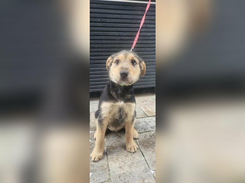 Cooper, geboren 19.10.2025, 33cm sucht seine Menschen