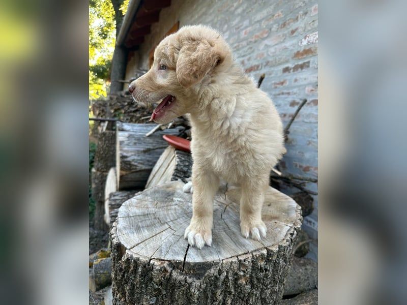Sari, geboren 25.04.2026, 30cm sucht ihre Familie