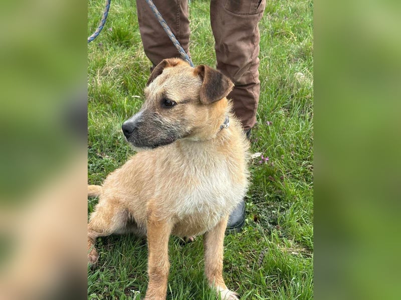 Jerry, geboren 15.07.2024, 42cm sucht sein Körbchen