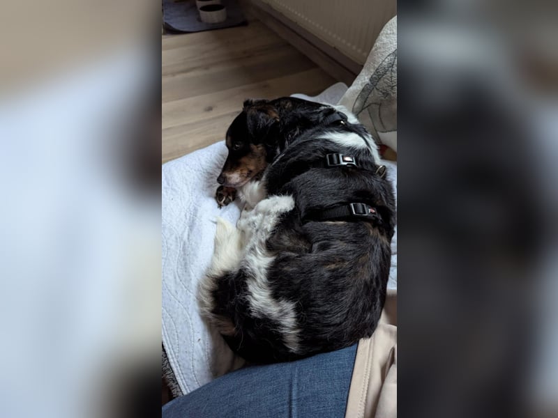 Milo, geboren 21.05.2023, 43cm sucht sein Zuhause (Pflegestelle in Deutschland)