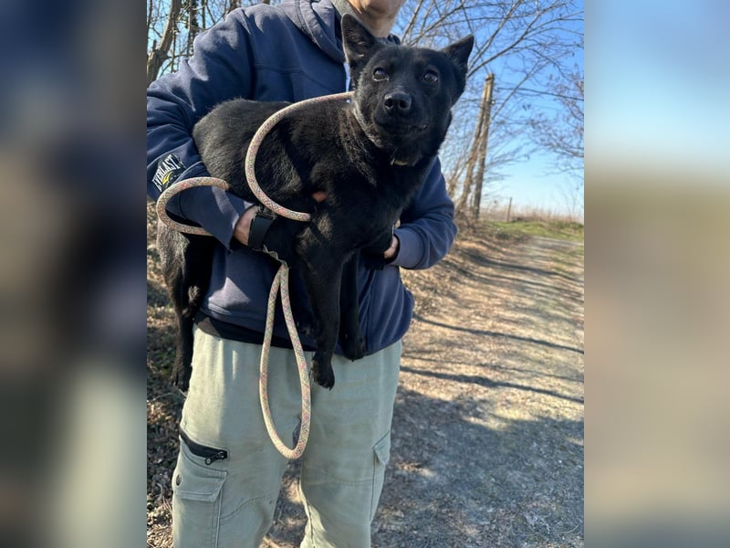 Ajna, geboren 06.2024, 39cm sucht ihr Zuhause